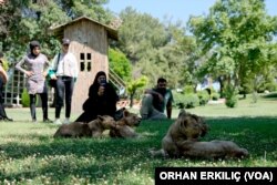 Gaziantep Hayvanat Bahçesi'ndeki aslan yavruları ilgi odağı