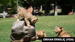 Gaziantep Hayvanat Bahçesi'nde dört aslan yavrusu 