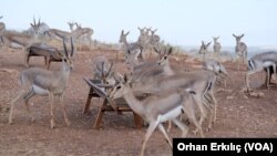 Gazella Gazella türü dağ ceylanı, Kırıkhan’da kurulan bir tesiste koruma altına alındı