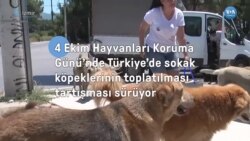 Sokak köpeklerinin sayısı nasıl kontrol altına alınacak? 