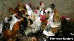 FILE PHOTO: Chickens await vaccination against bird flu at the settlement Peredovoi near Stavropol